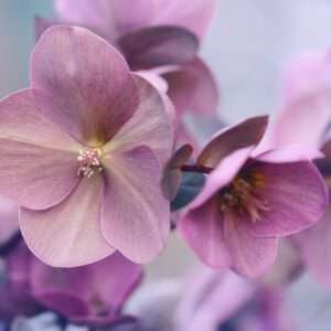 Februar