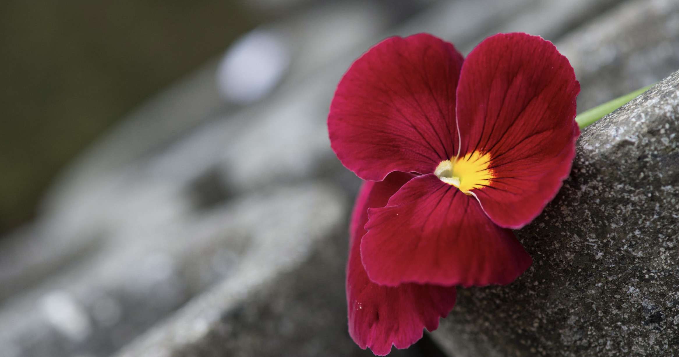 Jasmin Centner - Werkraum für Blumengestaltung