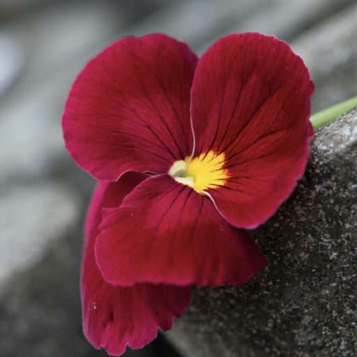 Werkraum für Blumengestaltung logo