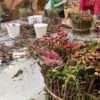 Seminar Weinrebenbündel mit Blumenfüllung – Bild 13