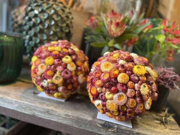 Strohblumenkugel – Bild 2