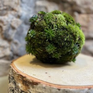 Mooskugel-Hauswurz-Workshop