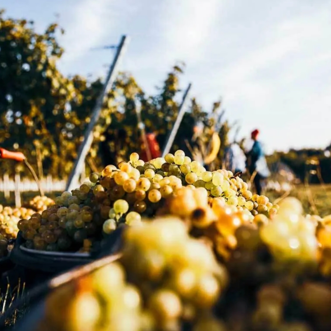 Seminar Weinreben-Workshop im Weingut Philipp Kuhn – Laumersheim – Bild 8