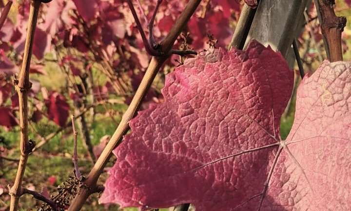 Weinlaub-Blätter Workshop im Weingut Bohnenstiel – Bild 9